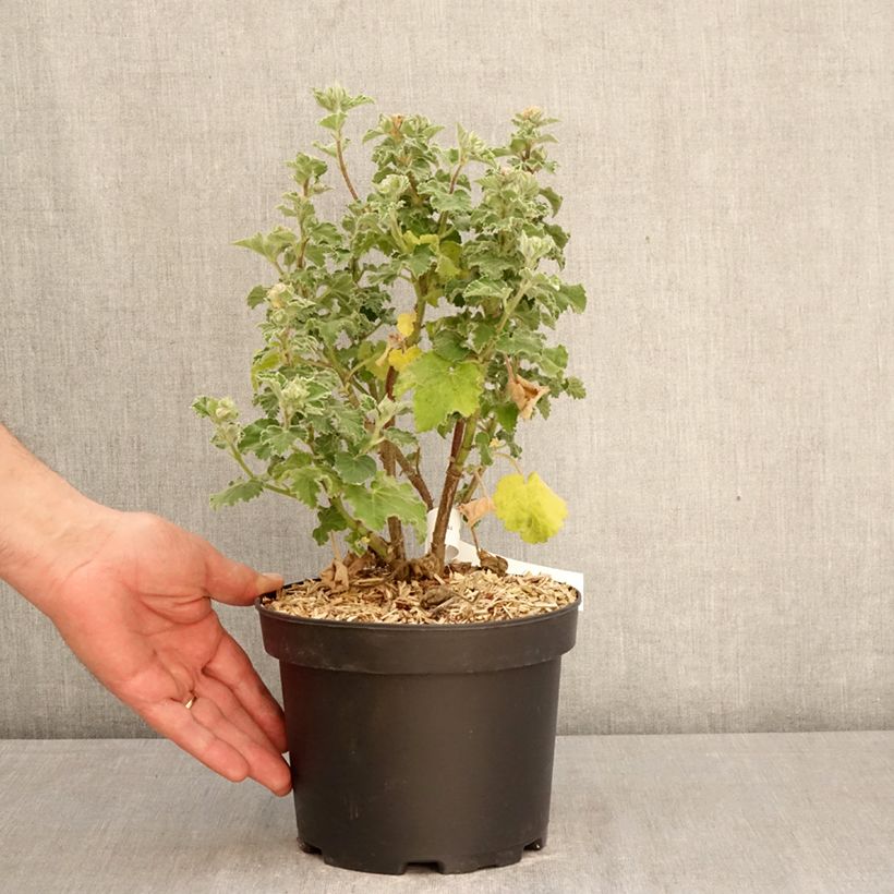 Exemplaar van Lavatera clementii Chamallow - Struikmalva Pot van 3 l/4 l zoals geleverd in de lente