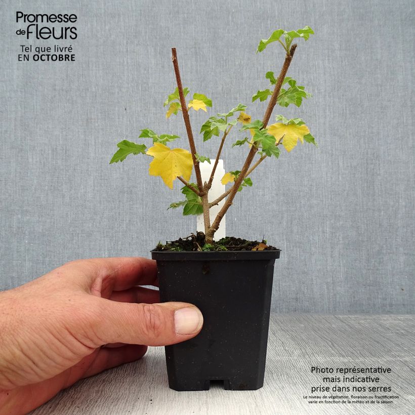 Exemplaar van Lavatera maritima - Struikmalva Kweekpotje van 8/9 cm zoals geleverd in de herfst