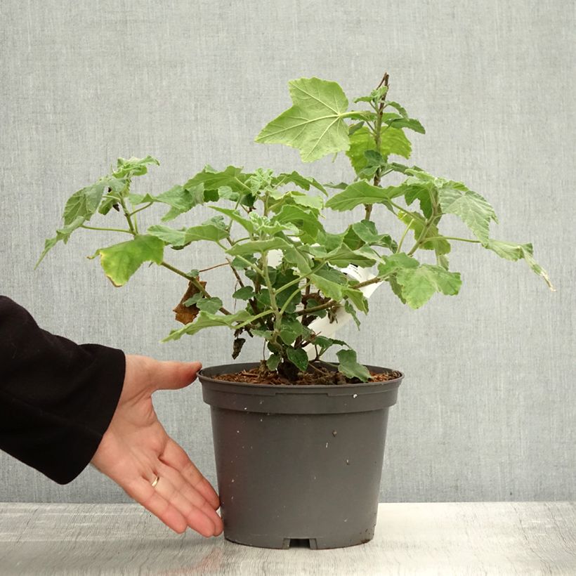 Exemplaar van Lavatera thuringiaca Red Rum - Struikmalva Pot van 2 l/3 l zoals geleverd in de herfst