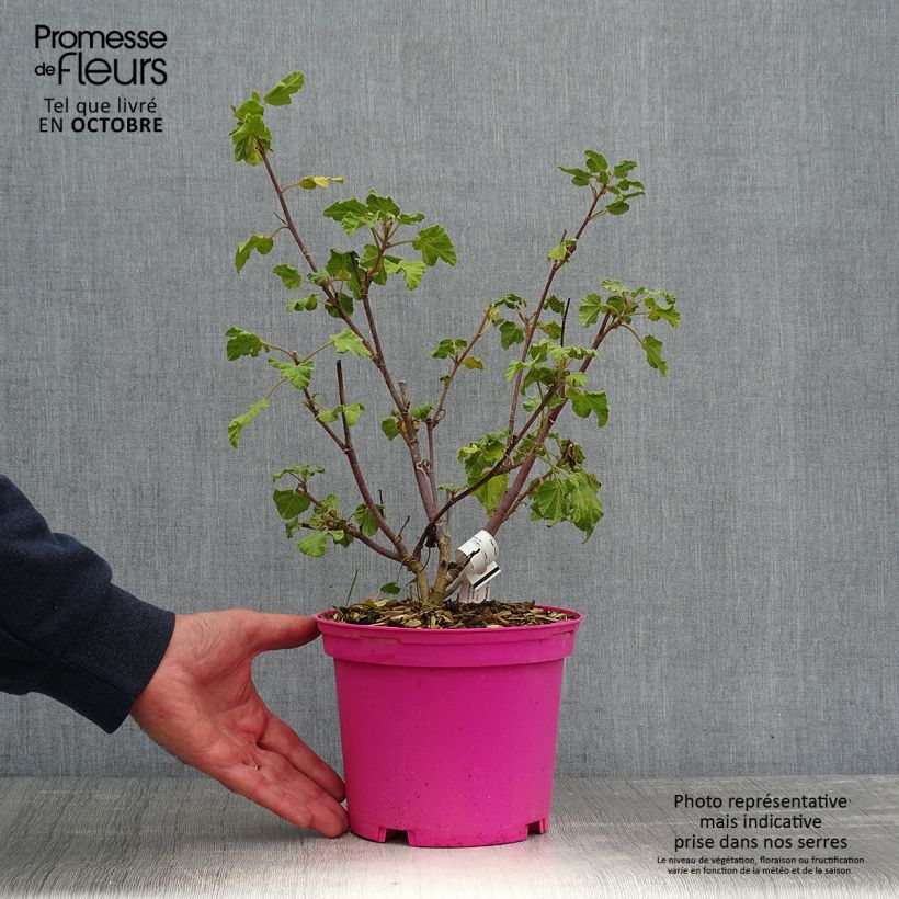 Exemplaar van Lavatera Barnsley - Struikmalva Pot van 2 l/3 l zoals geleverd in de herfst