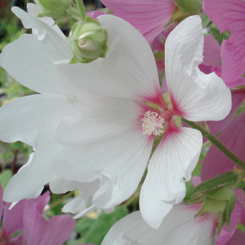 Lavatera Blushing Bride – Struikmalva (Bloei)