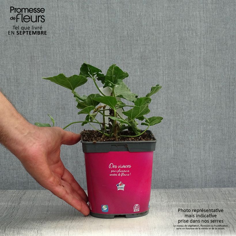 Exemplaar van Lavatera olbia Rosea - Struikmalva Pot van 2 l/3 l zoals geleverd in de herfst