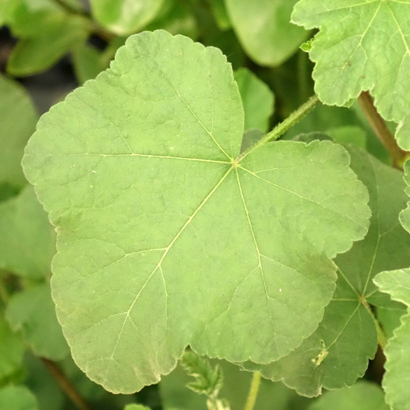 Lavatera olbia Rosea - Struikmalva (Blad)
