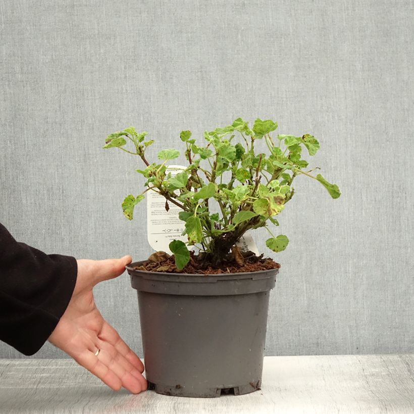 Exemplaar van Lavatera Barnsley Baby - Struikmalva Pot van 2 l/3 l zoals geleverd in de herfst