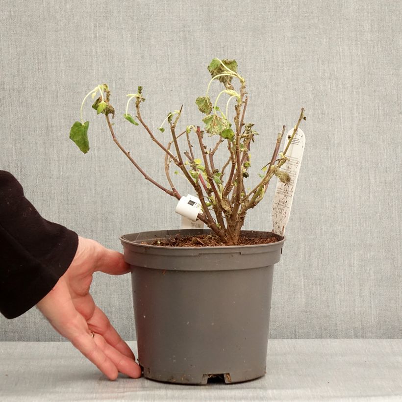 Exemplaar van Lavatera Barnsley Baby - Struikmalva Pot van 2 l/3 l zoals geleverd in de winter