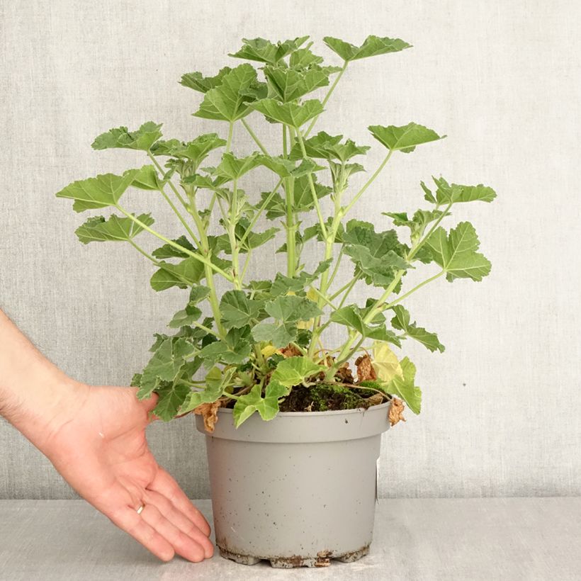 Exemplaar van Lavatera Barnsley Baby - Struikmalva Pot van 2 l/3 l zoals geleverd in de lente