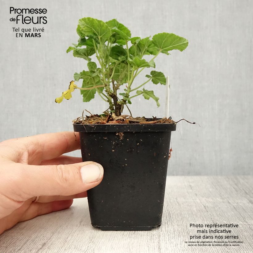 Exemplaar van Lavatera Burgundy Wine – Struikmalva Kweekpotje van 8/9 cm zoals geleverd in de lente