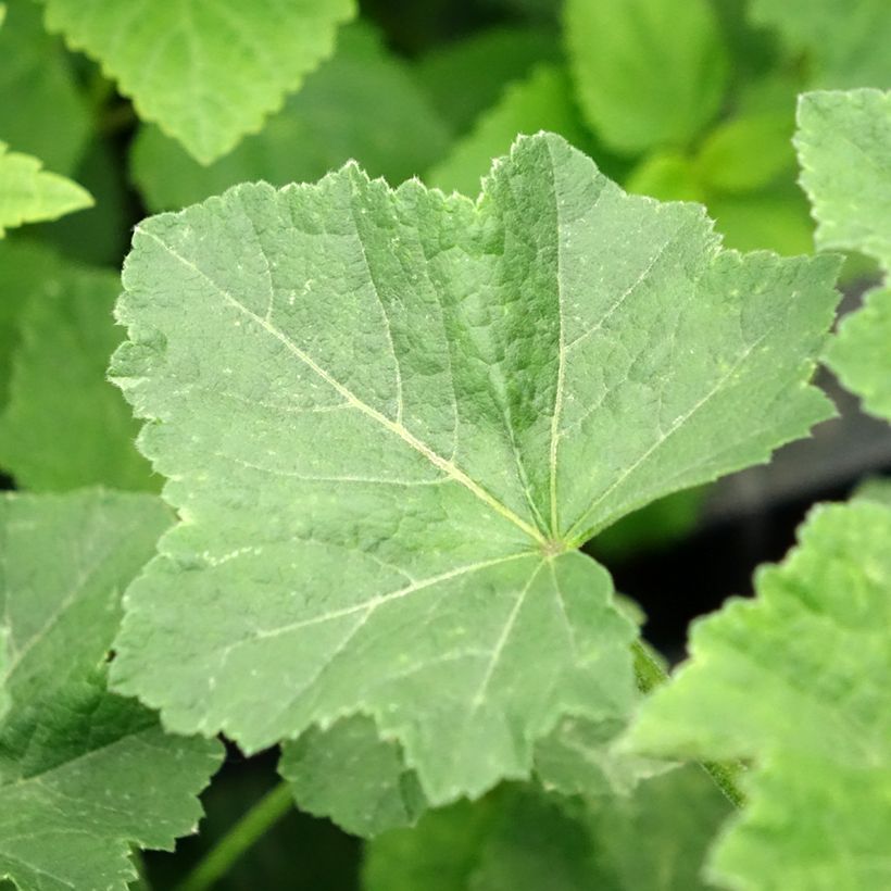 Lavatera Wit Angel – Struikmalva (Blad)