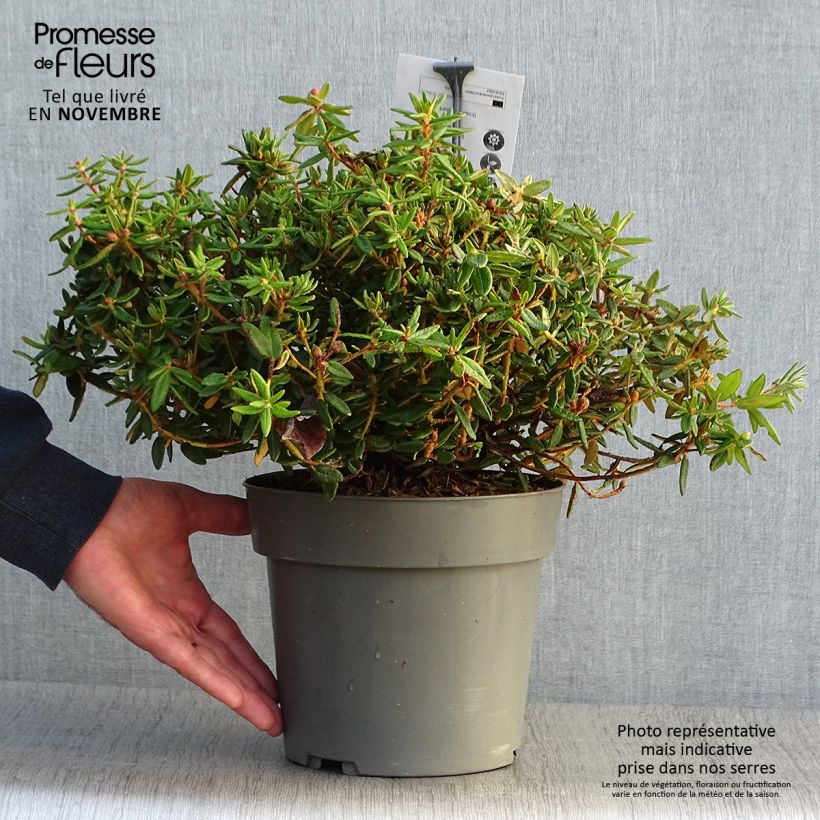 Exemplaar van Ledum groenlandicum Helma - Labrador-thee Pot van 2 l/3 l zoals geleverd in de herfst