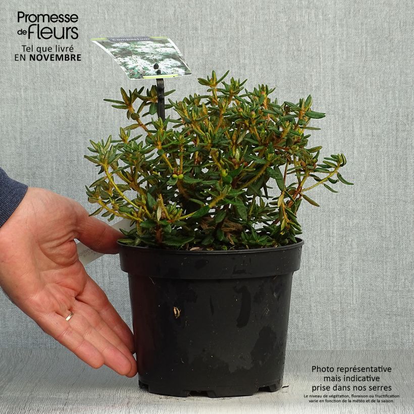 Exemplaar van Ledum groenlandicum Compactum - Moerasrozemarijn Pot van 2 l/3 l zoals geleverd in de herfst