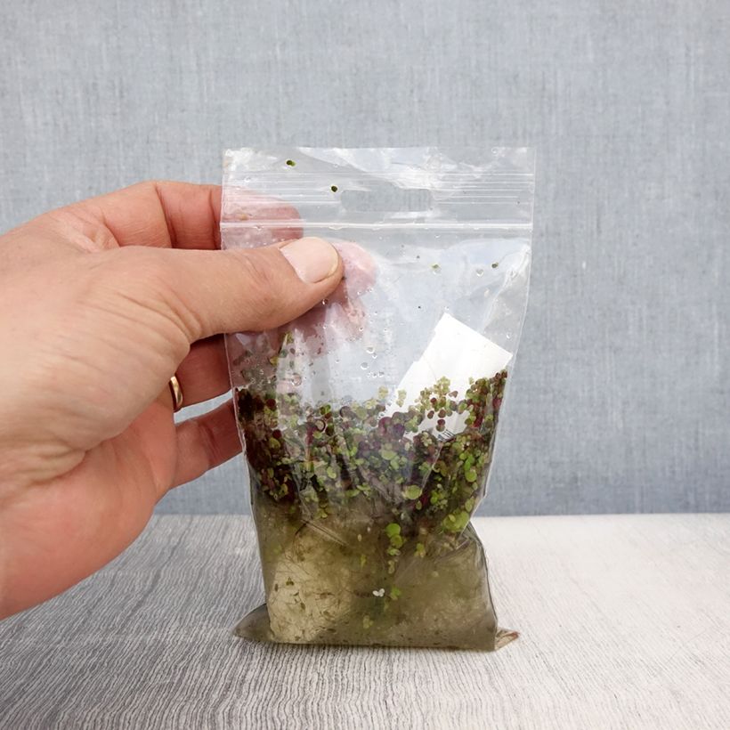 Exemplaar van Spirodela polyrhiza - Veelwortelig kroos Naakte wortel zoals geleverd in de lente