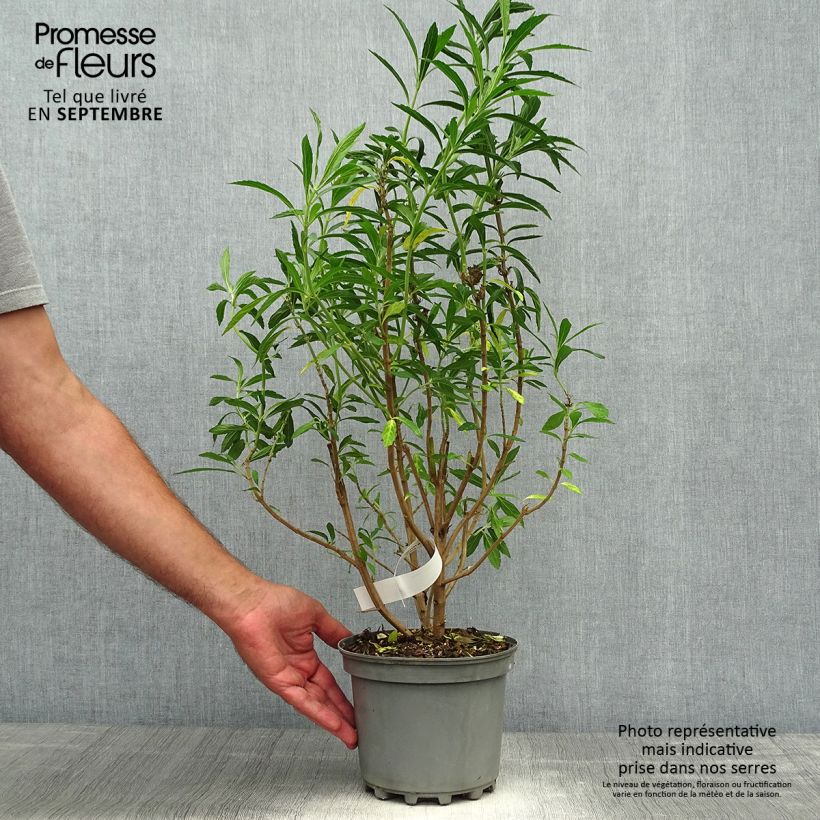 Exemplaar van Leonotis leonurus - Leeuwenoor Pot van 3 l/4 l zoals geleverd in de herfst