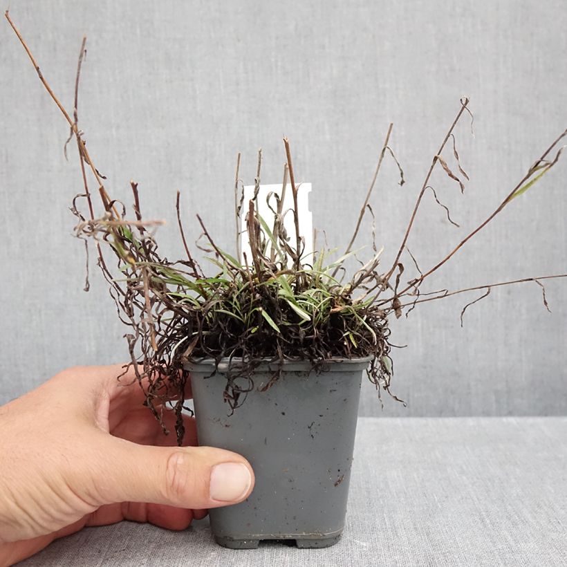 Exemplaar van Leontopodium alpinum Mont Blanc - Edelweiss Kweekpotje van 8/9 cm zoals geleverd in de herfst