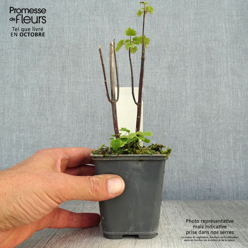Exemplaar van Leonurus cardiaca - Hartgespan Kweekpotje van 8/9 cm zoals geleverd in de herfst