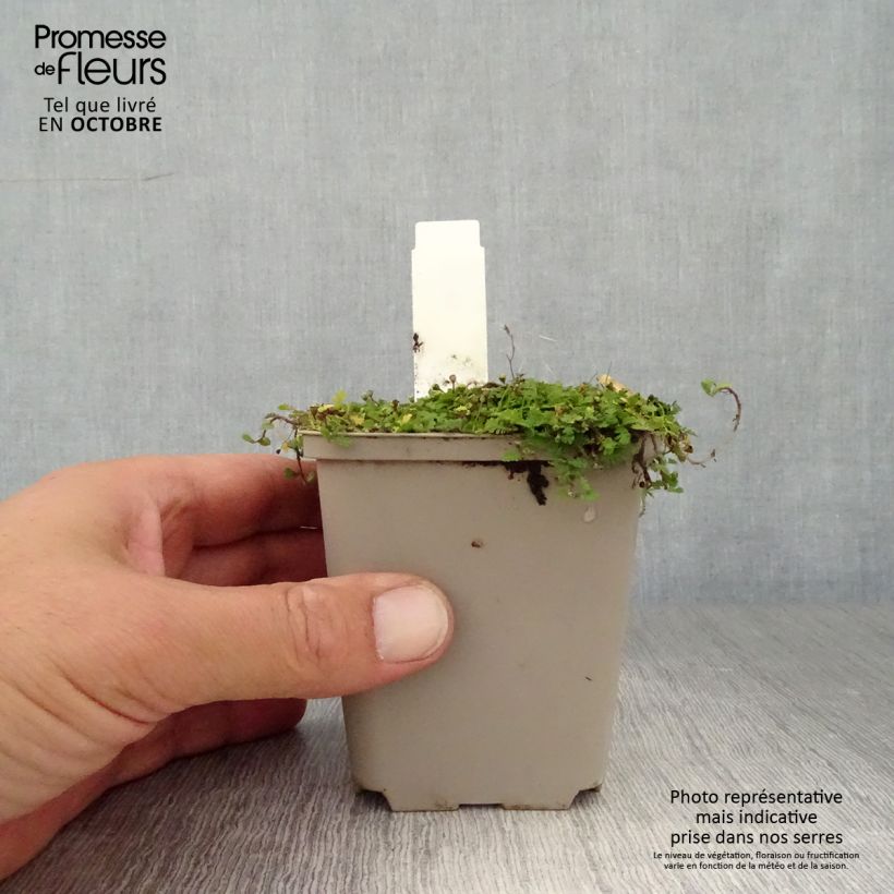 Exemplaar van Leptinella dioica Minima - Koperknoopje Kweekpotje van 8/9 cm zoals geleverd in de herfst