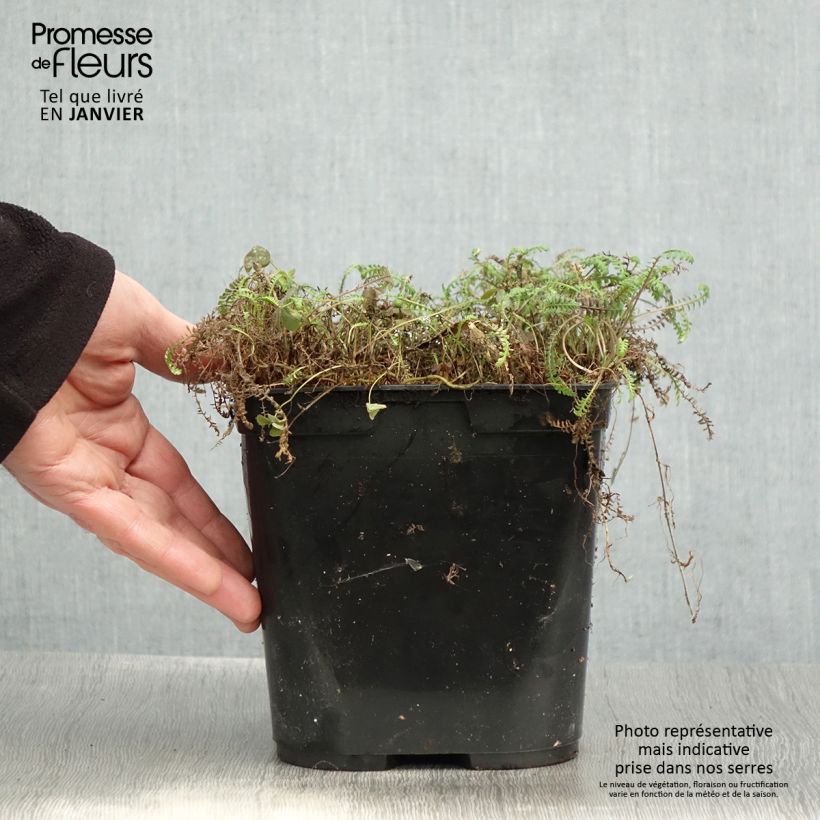 Exemplaar van Leptinella squalida Platt's Black Pot de 3L/4L zoals geleverd in de winter