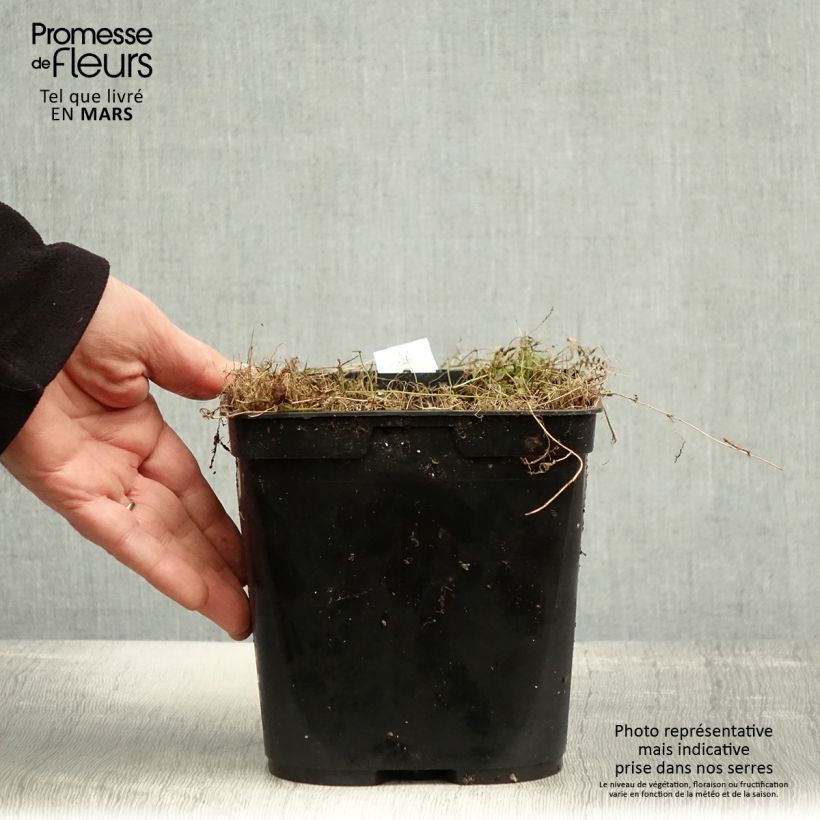 Exemplaar van Leptinella squalida Platts Black - Kopernoopje Pot van 3 l/4 l zoals geleverd in de lente