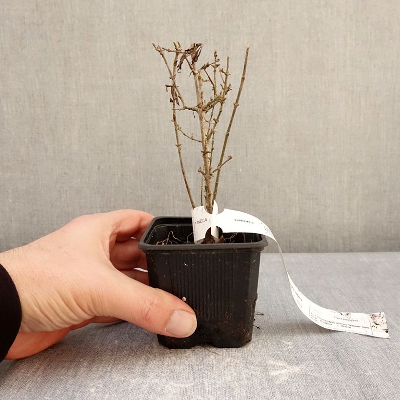 Exemplaar van Leptodermis oblonga Summer Stars Kweekpotje van 8/9 cm zoals geleverd in de winter