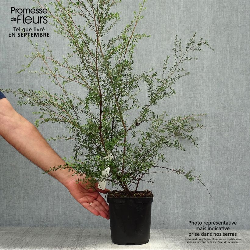 Exemplaar van Leptospermum scoparium Coral Candy - Manuka Pot van 2 l/3 l zoals geleverd in de herfst