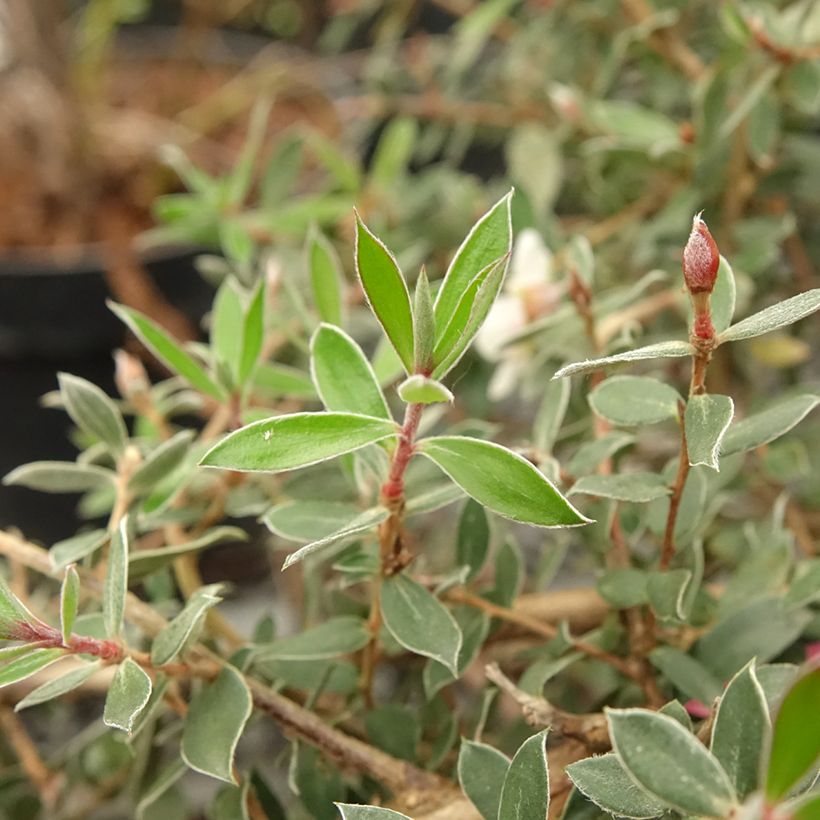 Leptospermum lanigerum Mesmer Eyes - Wollige theeplant (Blad)