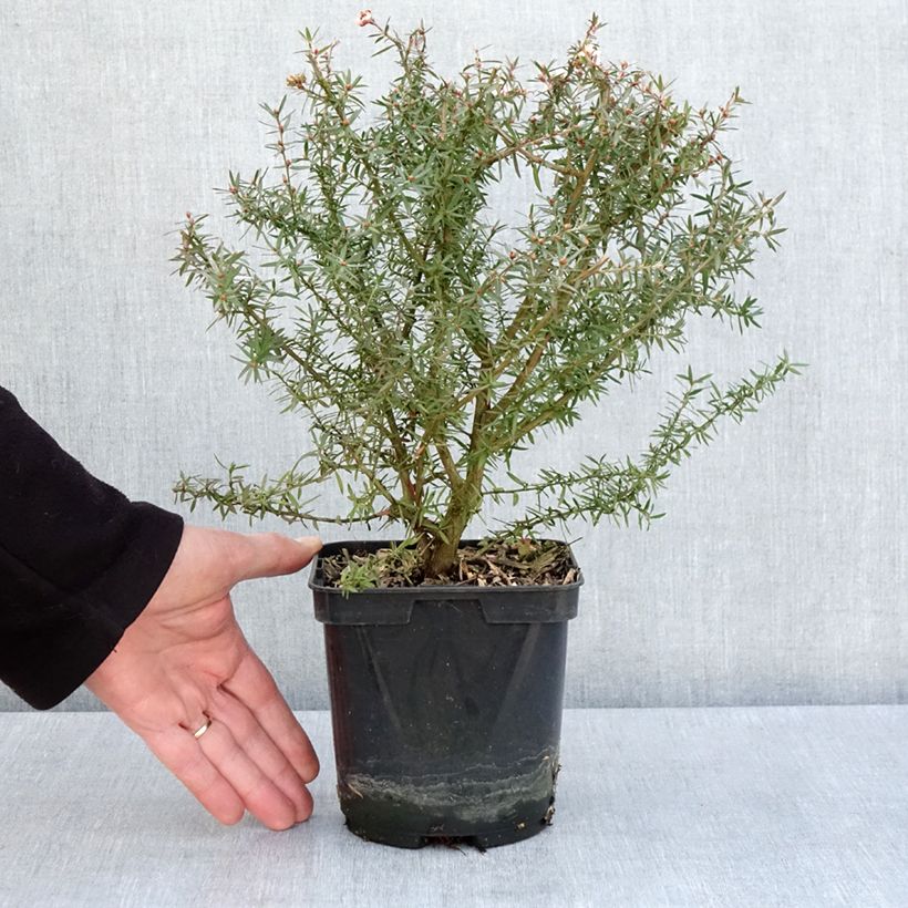 Exemplaar van Leptospermum scoparium Apple Blossom - Manuka Pot van 2 l/3 l zoals geleverd in de lente