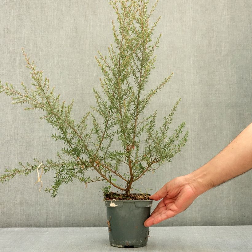 Exemplaar van Leptospermum scoparium Apple Blossom - Manuka Pot van 2 l/3 l zoals geleverd in de zomer