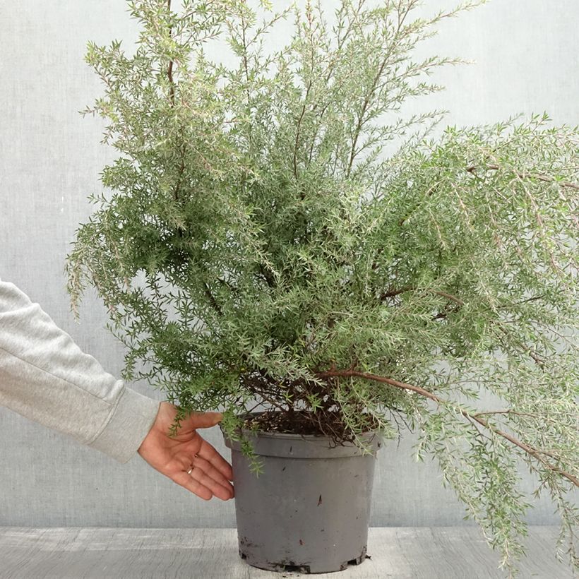 Exemplaar van Leptospermum scoparium Martini - Manuka Pot van 7,5 l/10 l zoals geleverd in de herfst