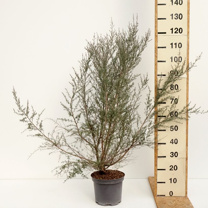 Exemplaar van Leptospermum scoparium Martini - Manuka Pot van 7,5 l/10 l zoals geleverd in de zomer