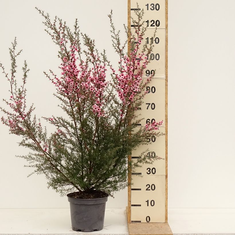 Example of Leptospermum scoparium Martini - Manuka Pot van 7,5 l/10 l as you get in printemps