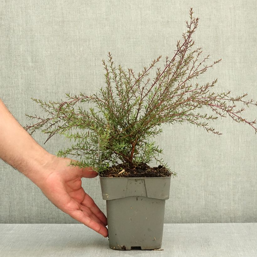 Exemplaar van Leptospermum scoparium Red Damask - Manuka Pot van 2 l/3 l zoals geleverd in de zomer