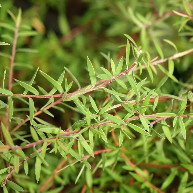Leptospermum scoparium Red Falls - Manuka (Blad)