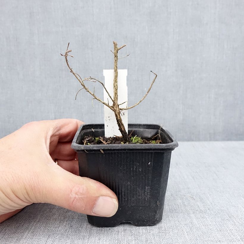 Exemplaar van Leptospermum scoparium Snow Flurry - Manuka Kweekpotje van 8/9 cm zoals geleverd in de lente