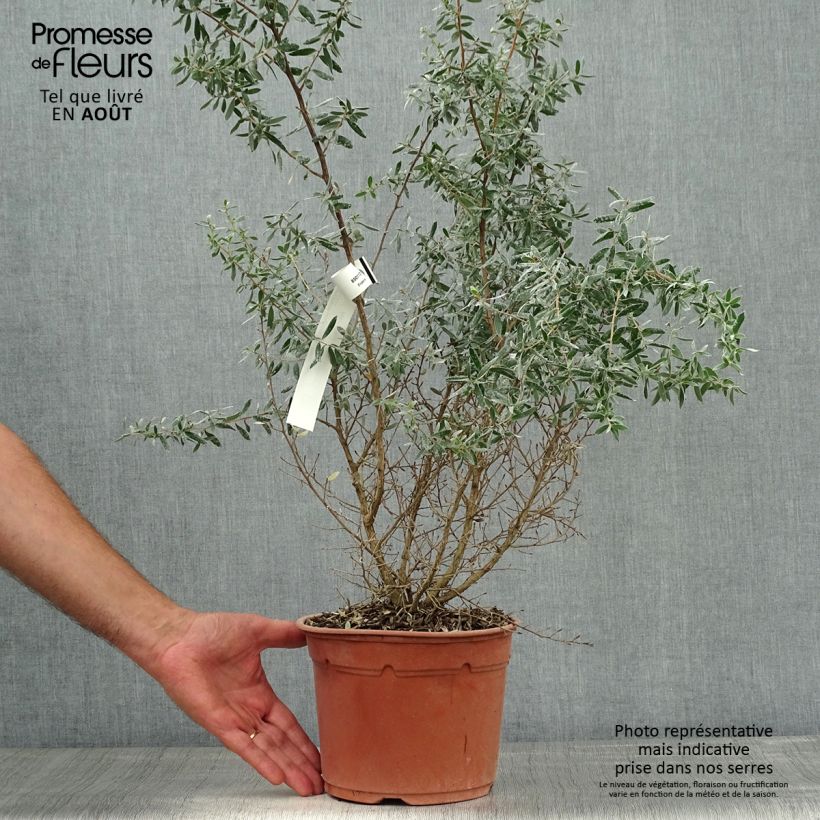 Exemplaar van Leptospermum lanigerum Silver Sheen - Wollige theeplant Pot van 2 l/3 l zoals geleverd in de zomer