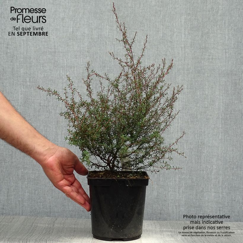 Exemplaar van Leptospermum scoparium Wiri Kerry - Manuka Pot van 2 l/3 l zoals geleverd in de herfst