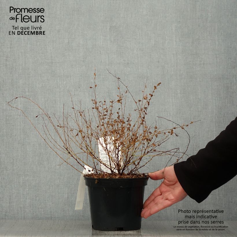 Exemplaar van Lespedeza bicolor Yakushima - Trèfle en arbre  Pot de 3L/4L zoals geleverd in de herfst