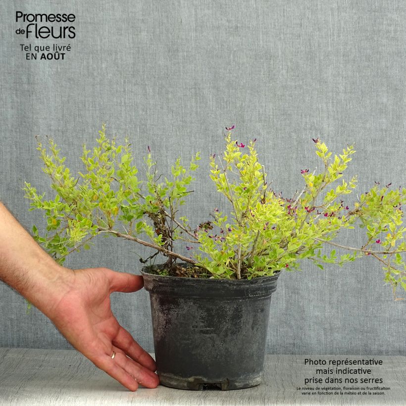 Exemplaar van Lespedeza bicolor Yakushima - Struikklaver Pot van 3 l/4 l zoals geleverd in de zomer