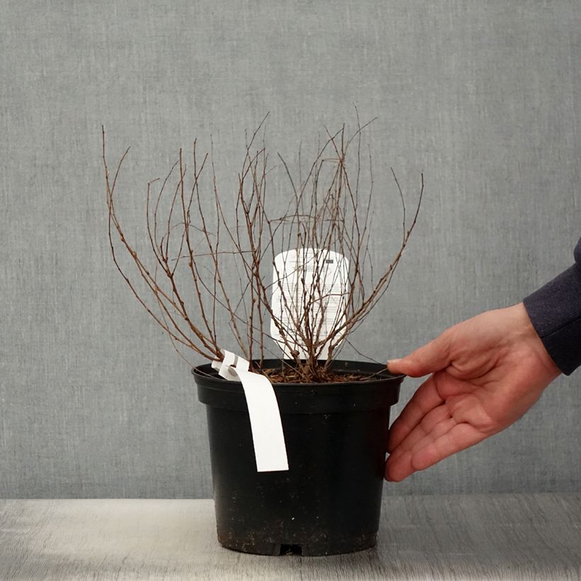 Exemplaar van Lespedeza bicolor Yakushima - Struikklaver Pot van 3 l/4 l zoals geleverd in de lente