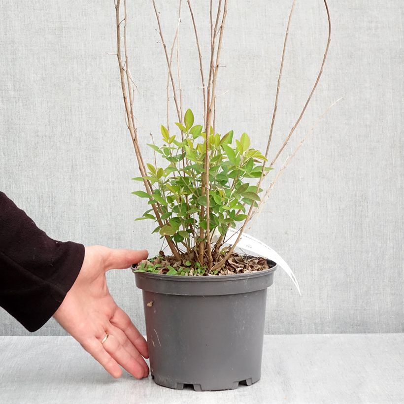 Exemplaar van Lespedeza liukiuensis Little Volcano - Struikklaver Pot van 3 l/4 l zoals geleverd in de herfst