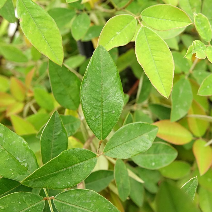 Lespedeza liukiuensis Little Volcano - Struikklaver (Blad)