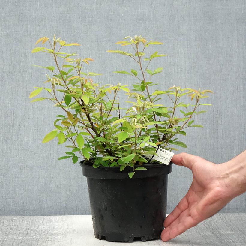 Exemplaar van Lespedeza liukiuensis Little Volcano - Struikklaver Pot van 3 l/4 l zoals geleverd in de zomer