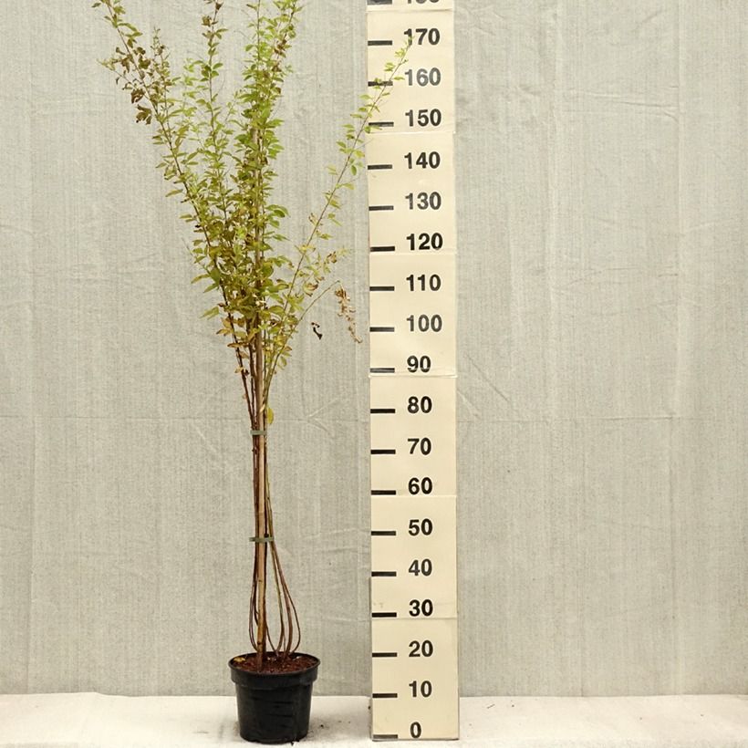 Exemplaar van Lespedeza thunbergii Edo-Shibori - Struikklaver Pot van 3 l/4 l zoals geleverd in de herfst