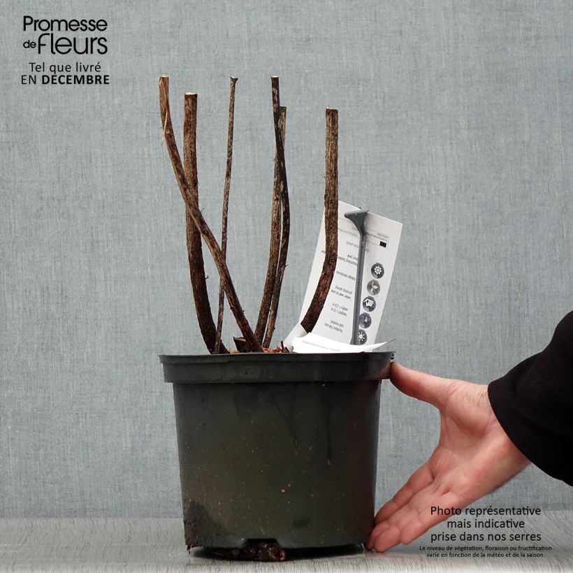 Exemplaar van Lespedeza thunbergii Gibraltar - Struikklaver Pot van 1,5 l/2 l zoals geleverd in de winter