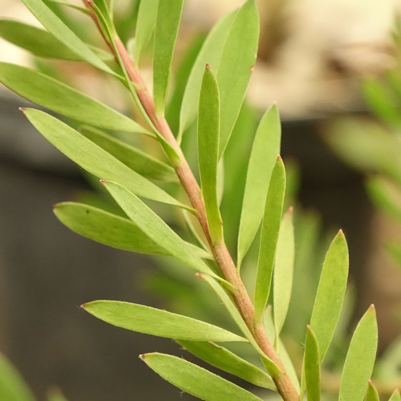 Leucadendron Cheeky - Kaaps groen (Blad)