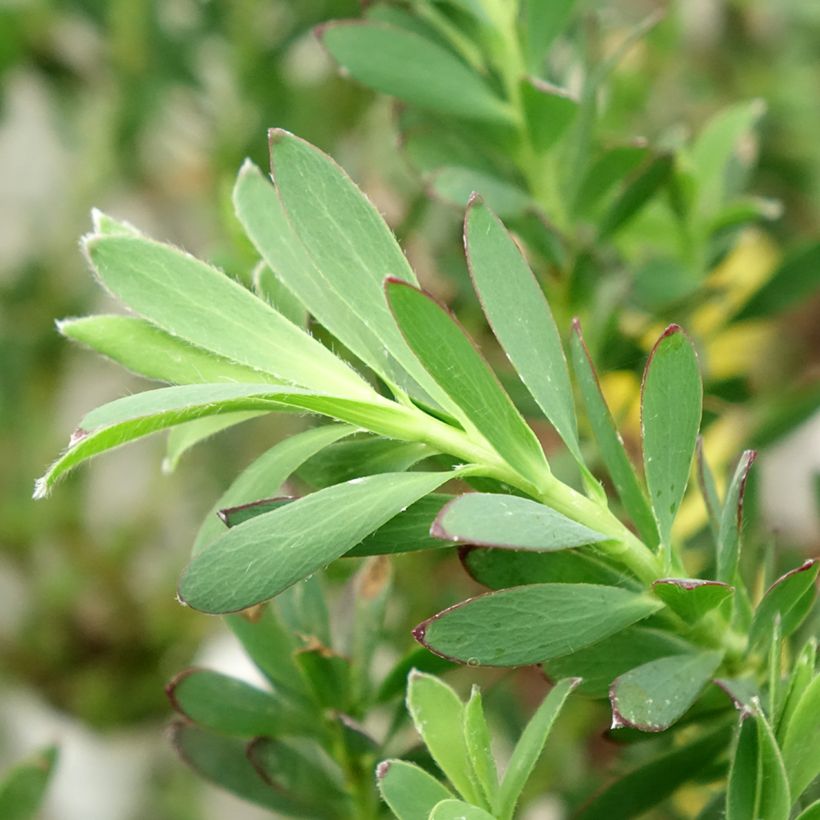 Leucadendron Devil's Blush - Kaaps groen (Blad)
