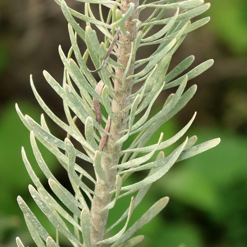 Leucadendron galpinii Carlin - Kaaps groen (Blad)