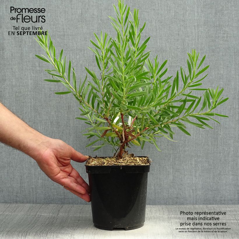 Exemplaar van Leucadendron Inca Gold - Kaaps groen Pot van 3 l/4 l zoals geleverd in de herfst