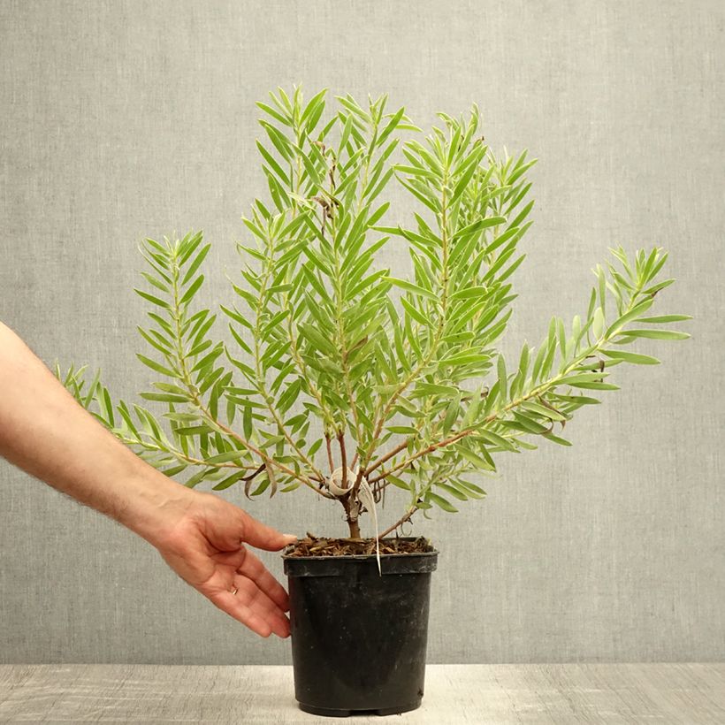 Exemplaar van Leucadendron Inca Gold - Kaaps groen Pot van 3 l/4 l zoals geleverd in de zomer