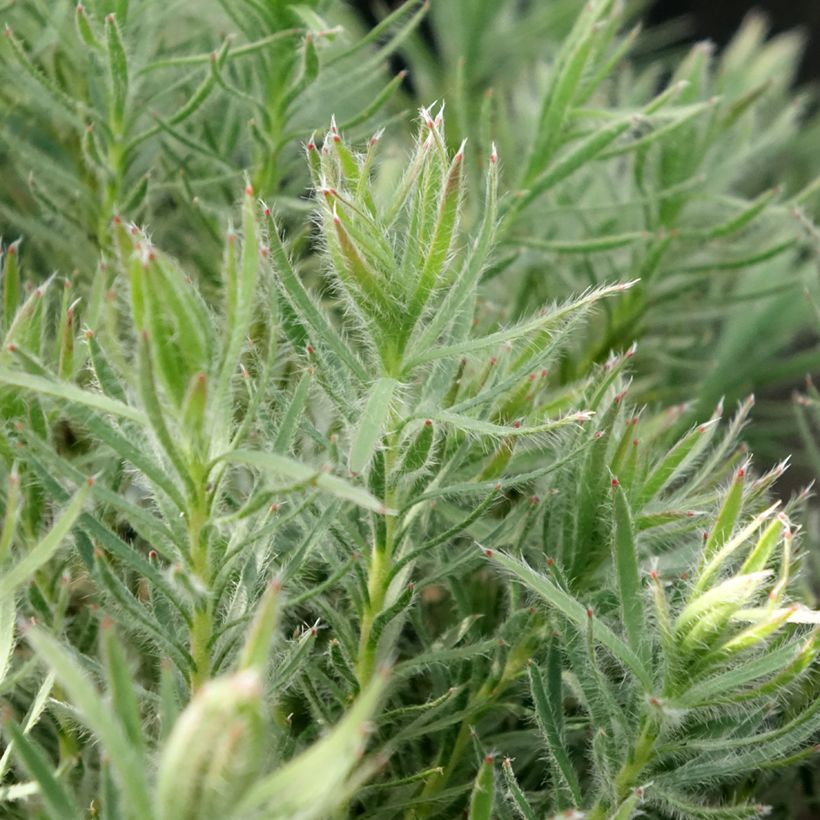 Leucadendron Jubilee Crown - Kaaps groen (Blad)