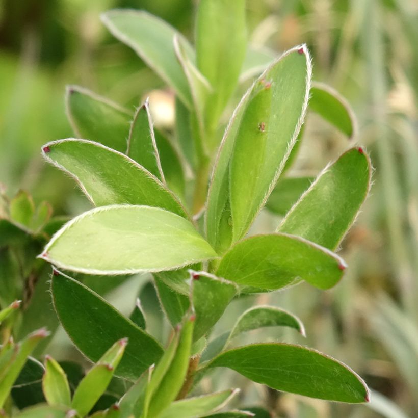 Leucadendron Safari Goldstrike - Kaaps groen (Blad)