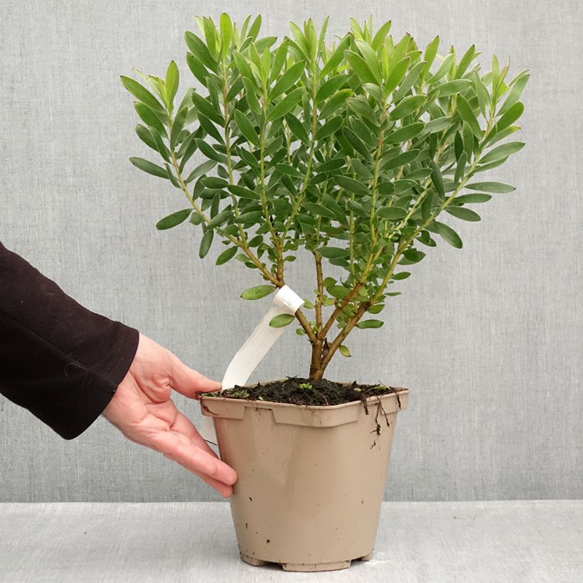 Exemplaar van Leucadendron Safari Goldstrike - Kaaps groen Pot van 3 l/4 l zoals geleverd in de herfst